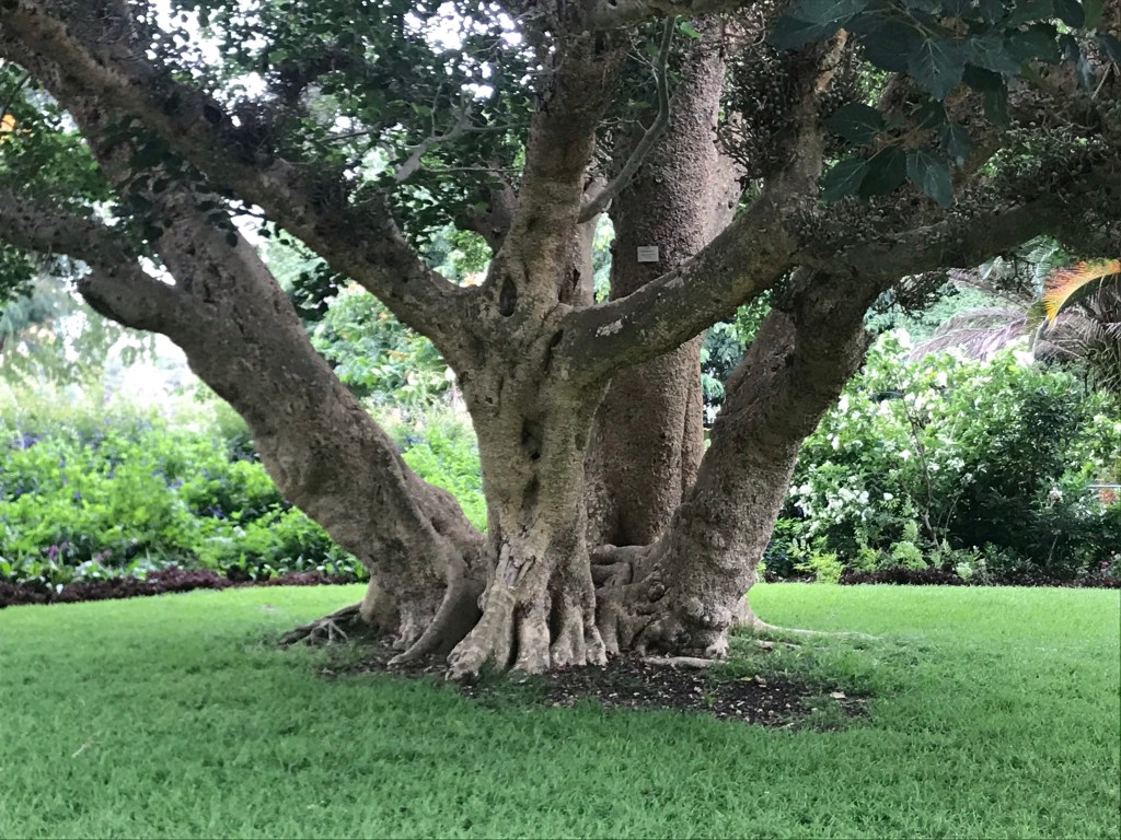 Day 29 ~ 30: A Flight, A River Cat, Walking Brisbane and a Stoner Rock&nbsp;Band.